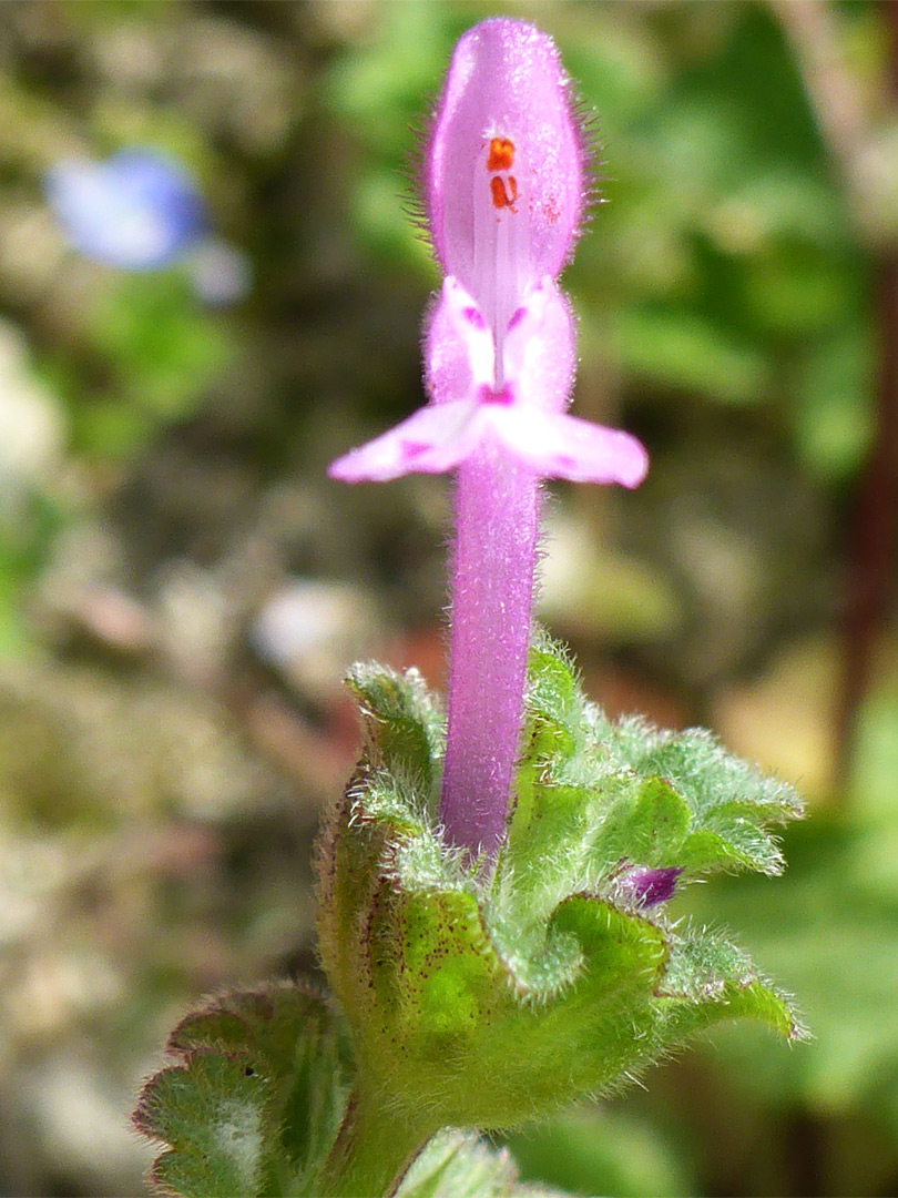 Flower and bracts