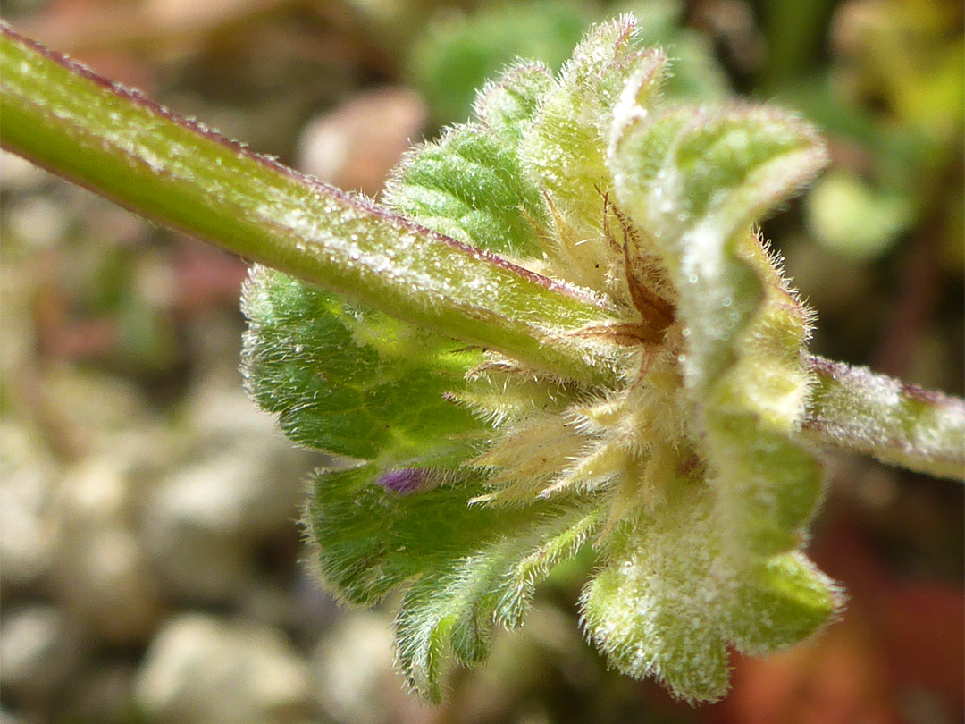 Hairy leaves