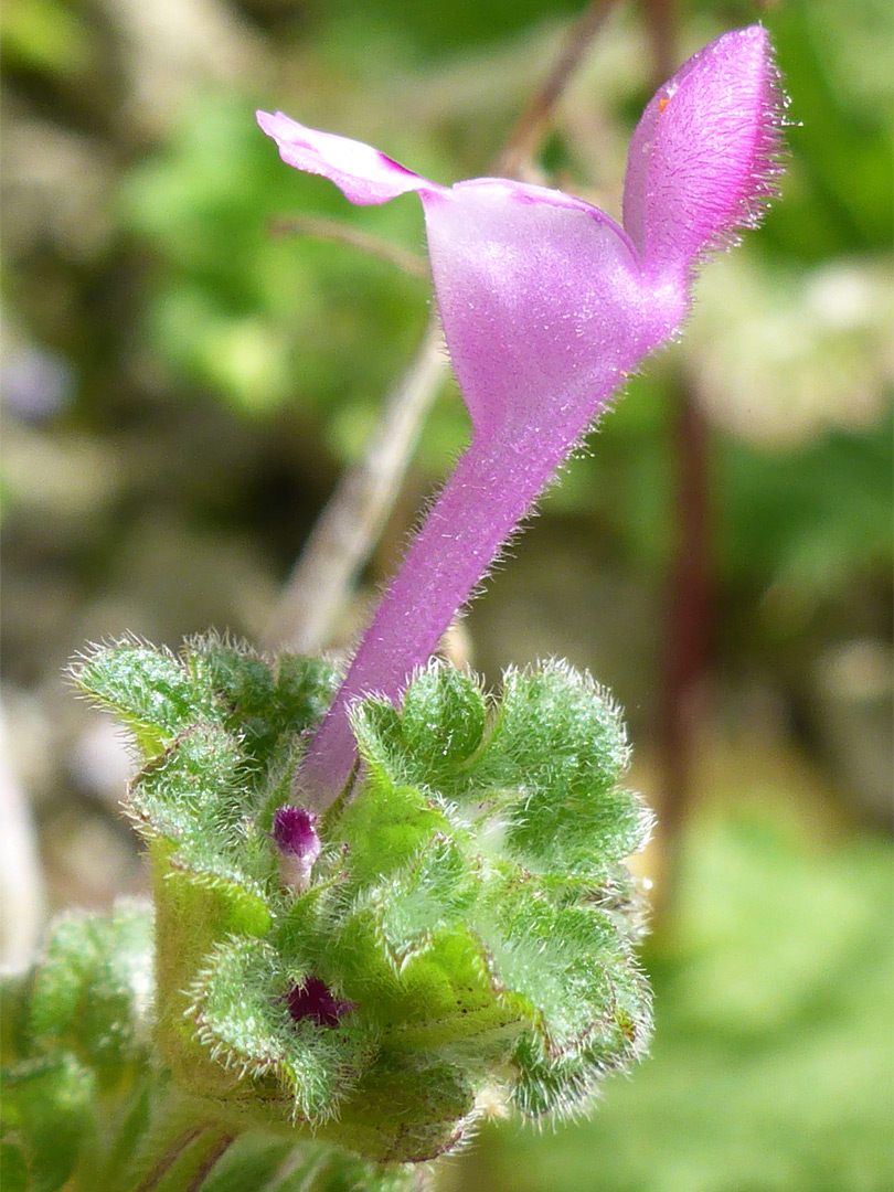 Two-lipped flower