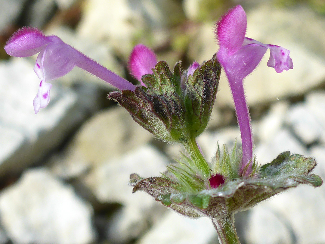 Pink flowers