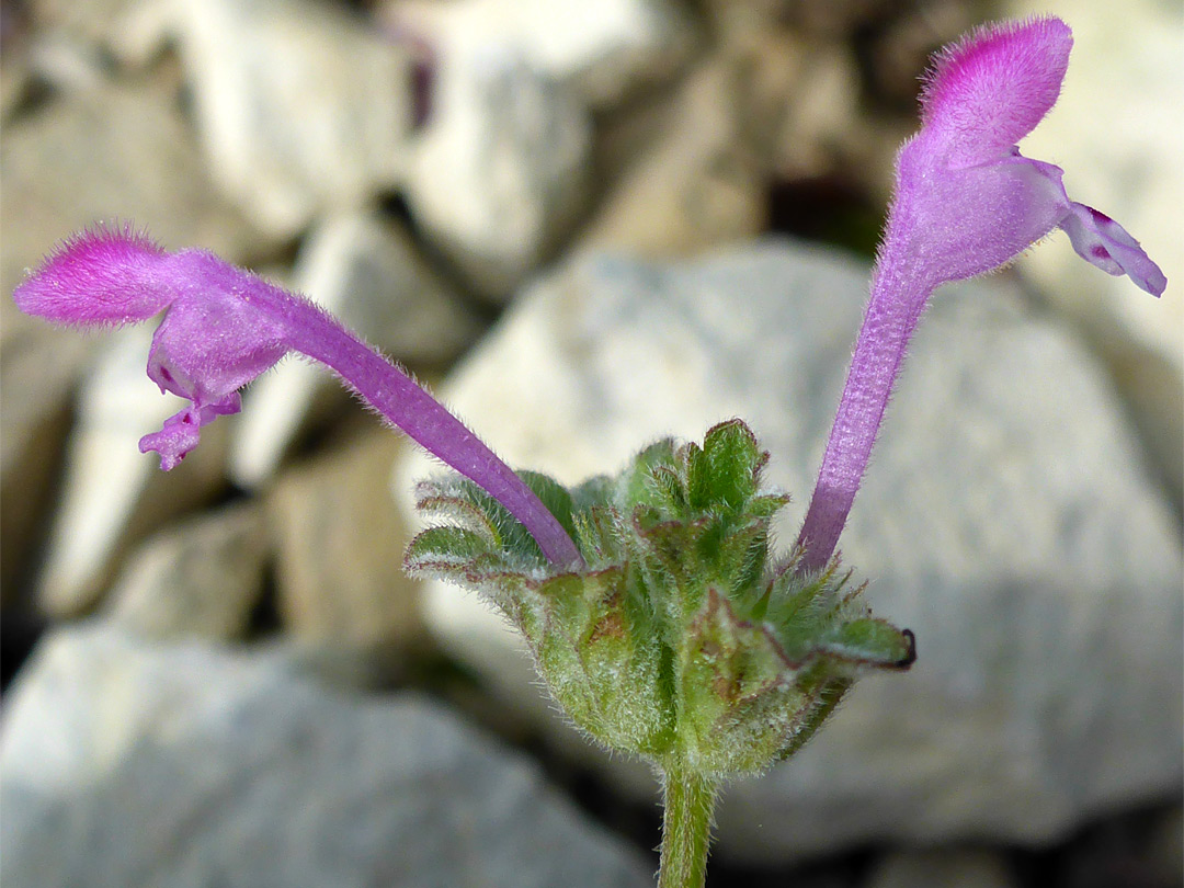 Pair of flowers