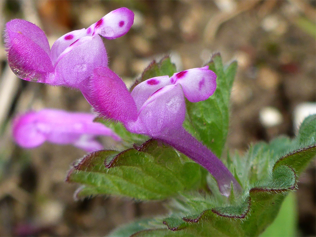 Paired flowers