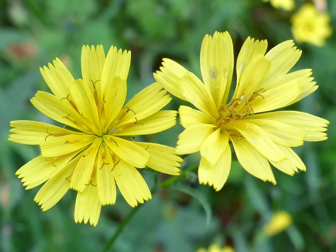 Two flowerheads