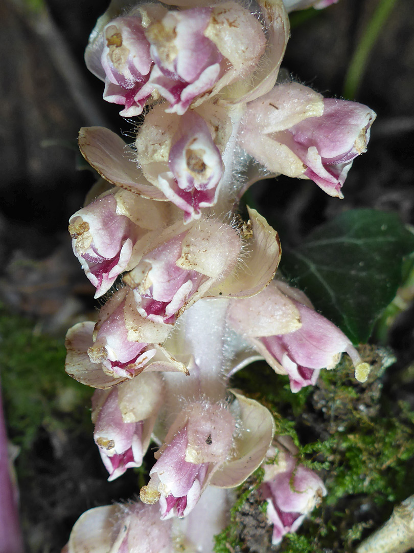 Creamy-pink flowers