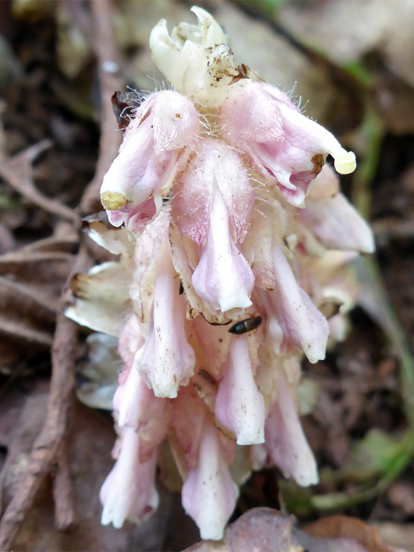 Inflorescence