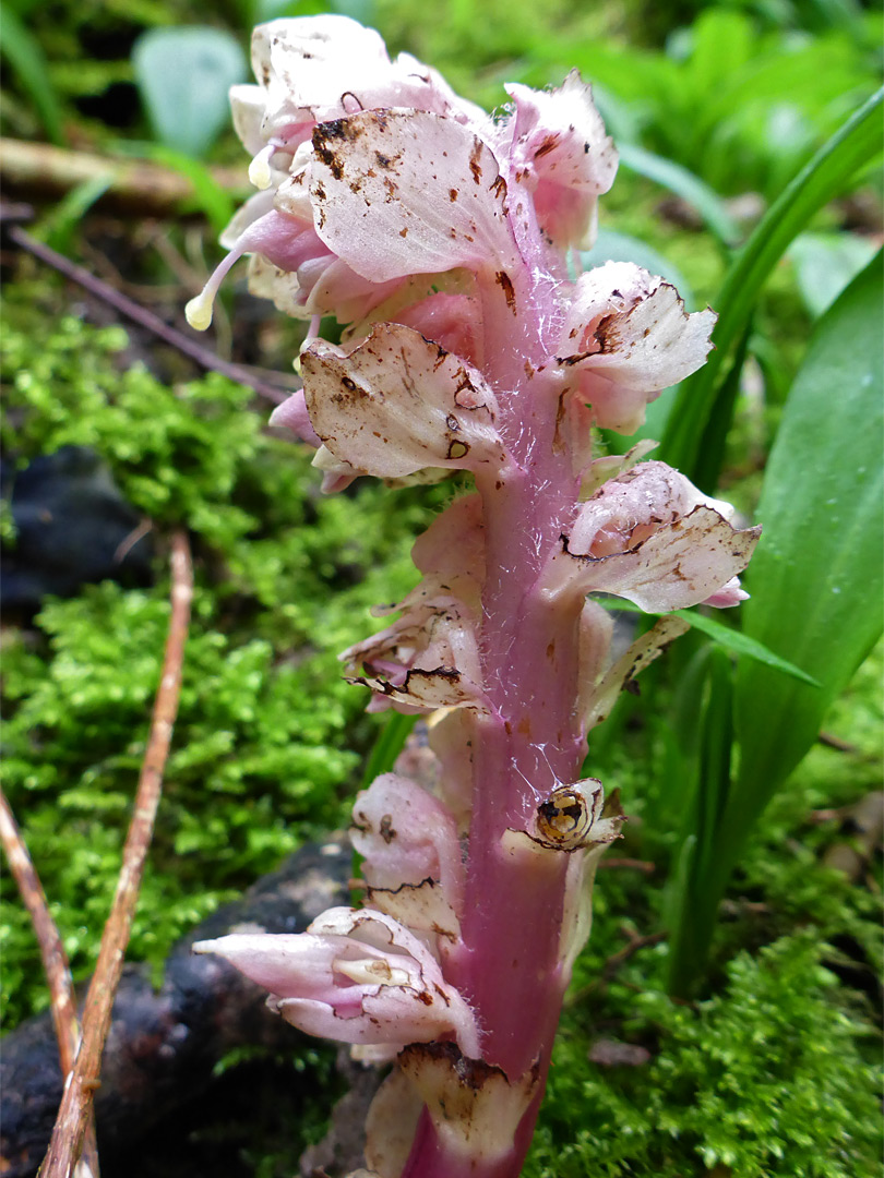 Pink stalk