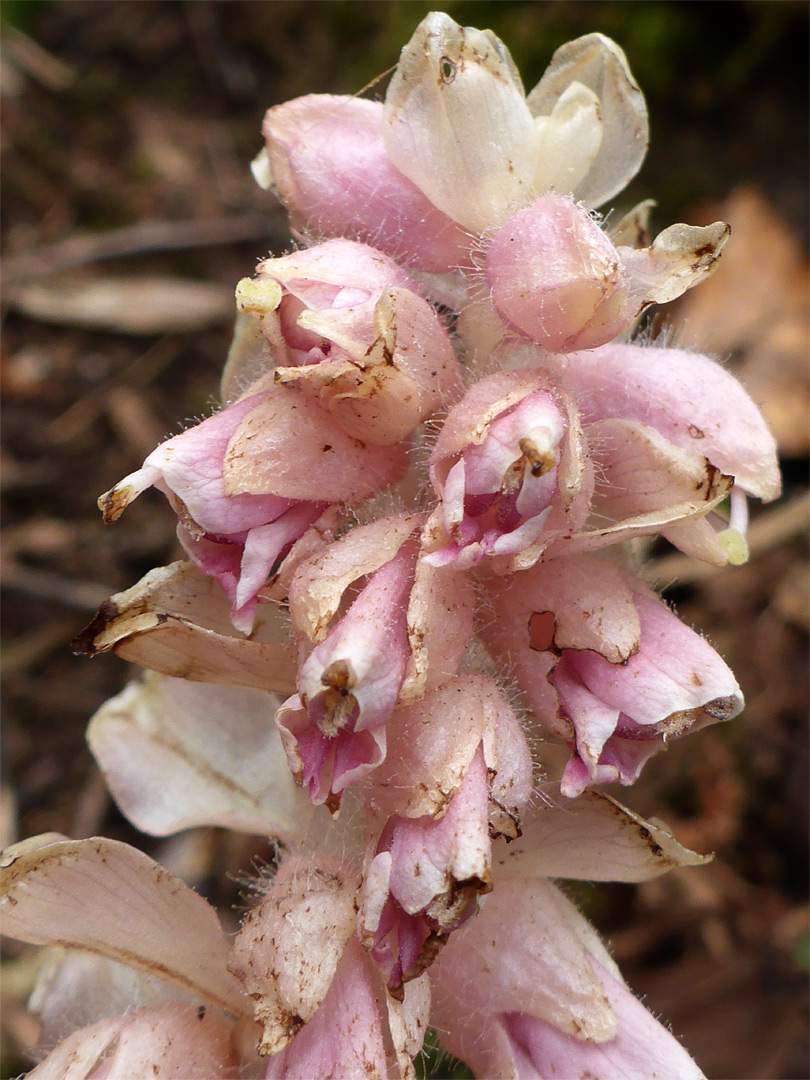 Clustered flowers