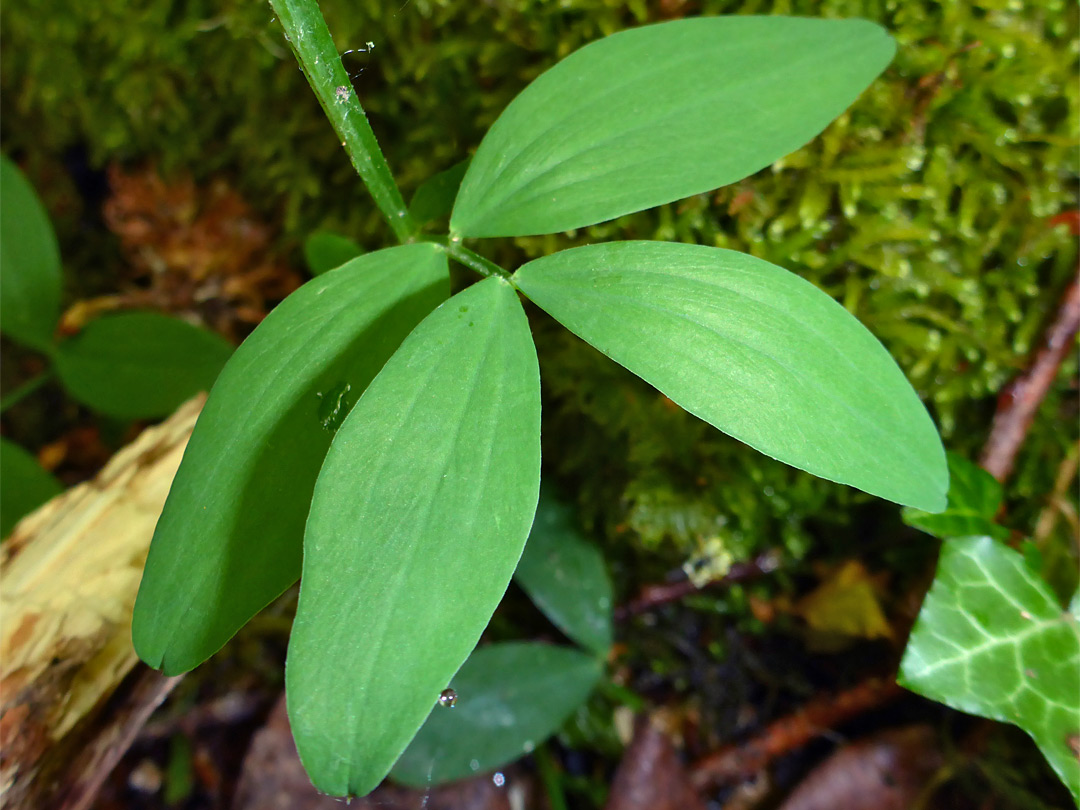 Four leaflets