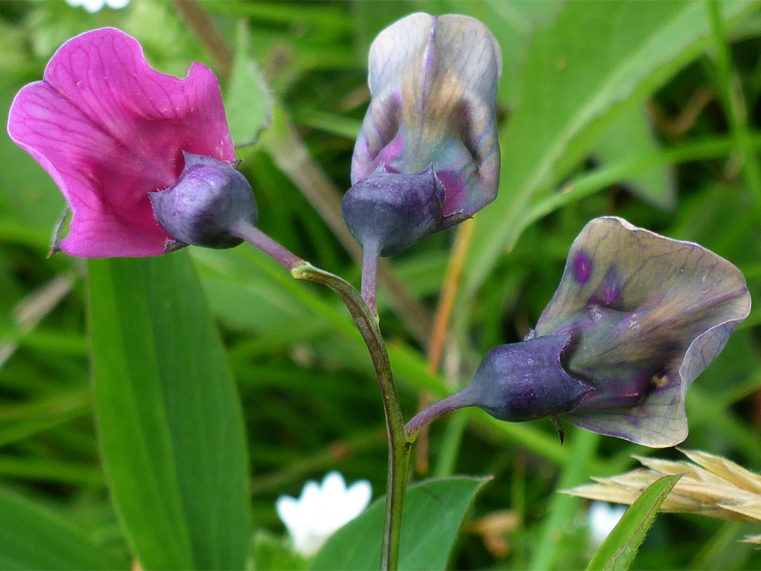 Three flowers