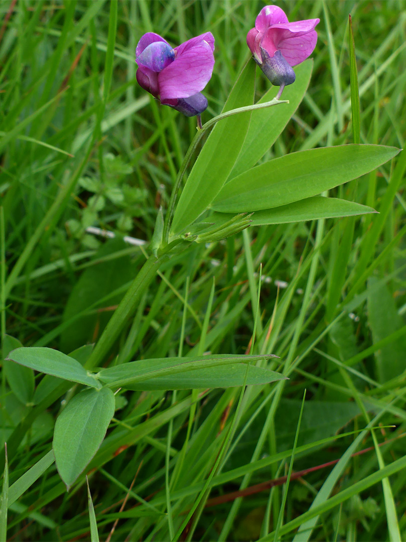 Leaves and flowers