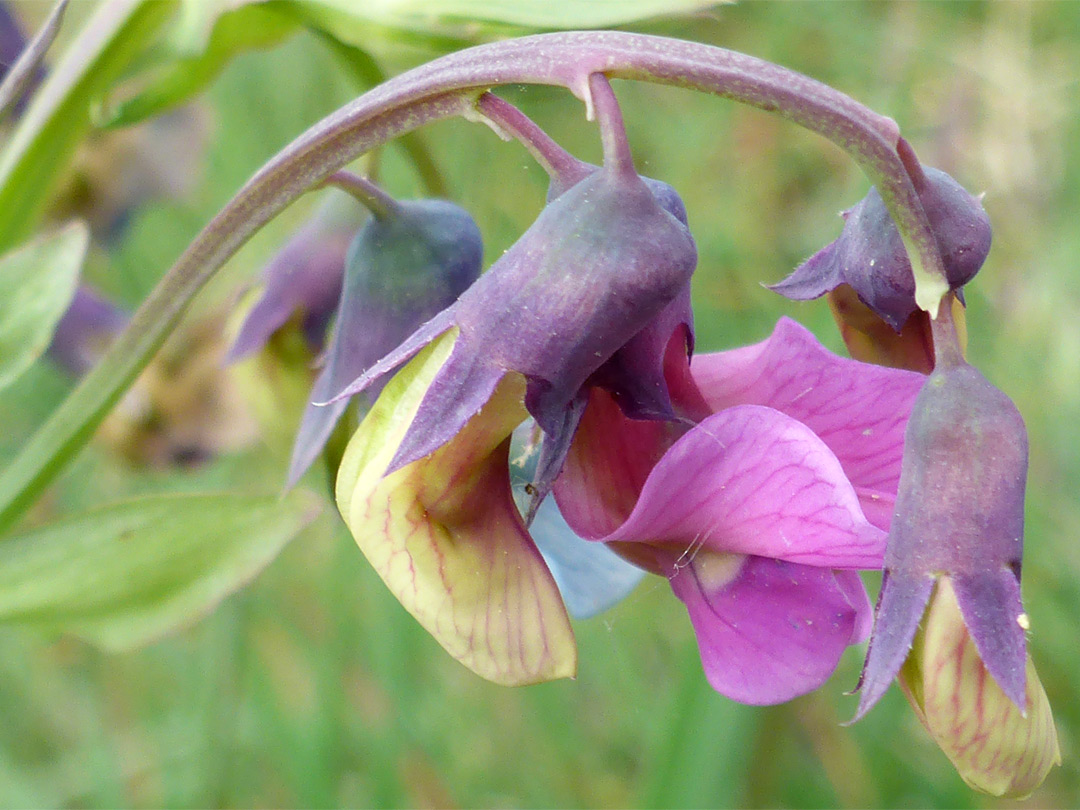 Pendant flowers