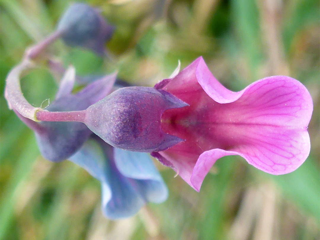 Banner petal