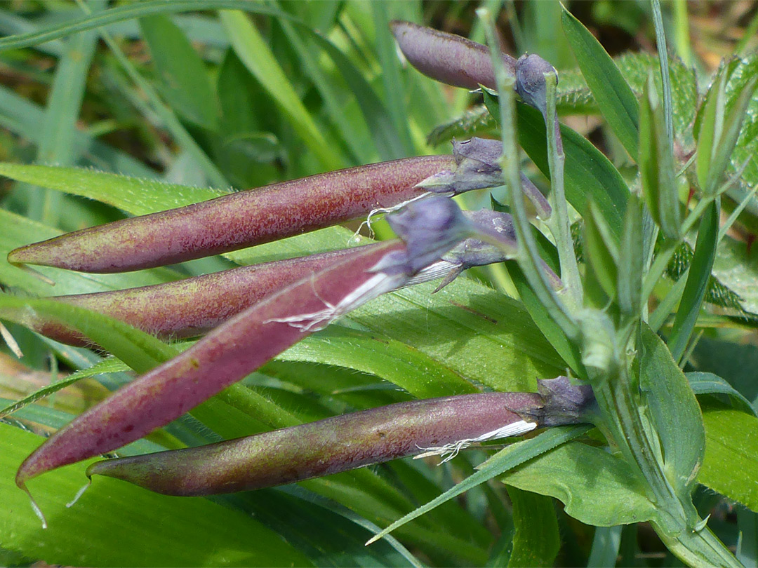 Seed pods