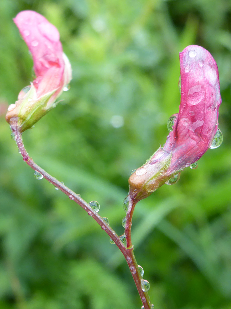 Pair of flowers