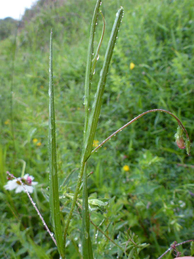 Slender stems