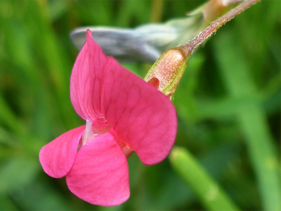 Reddish-pink flower