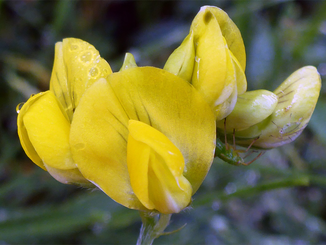 Meadow vetchling