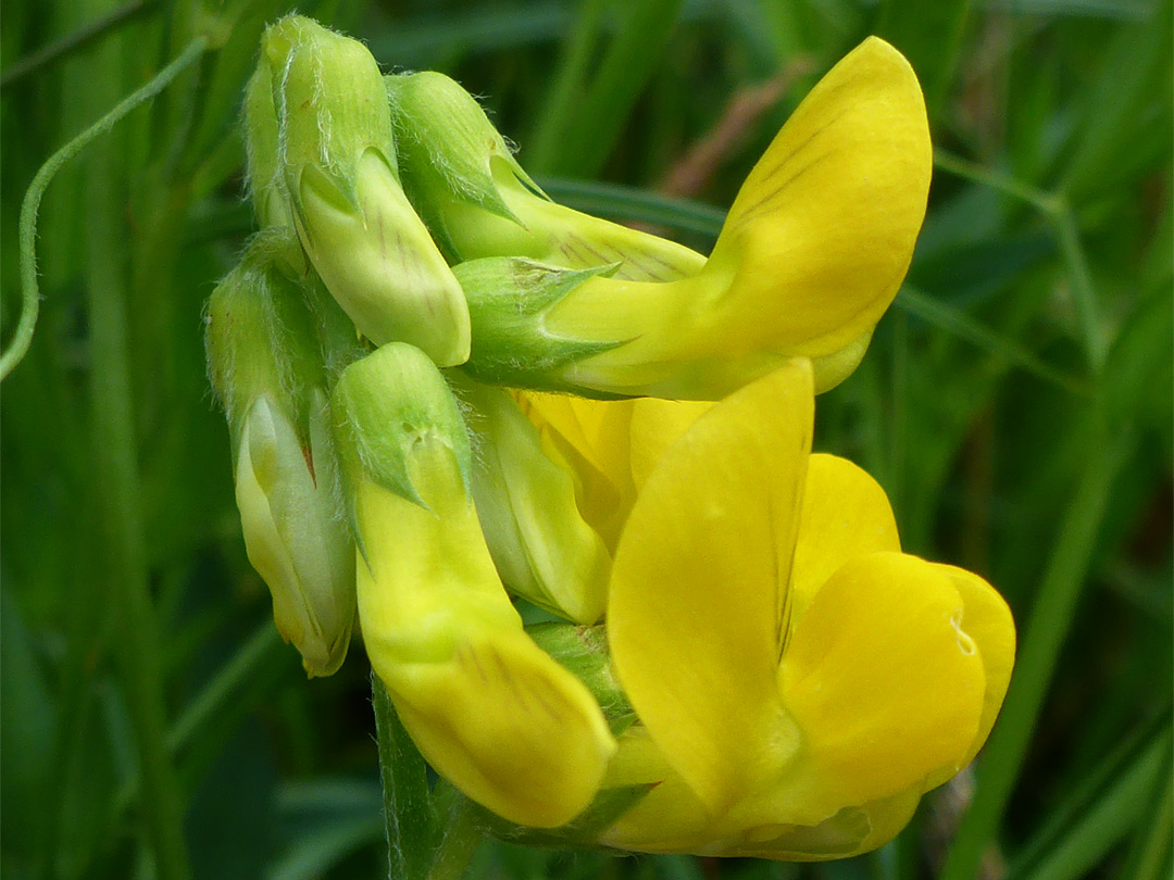 Cluster of flowers