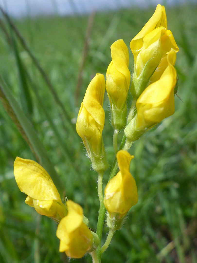 Flower cluster