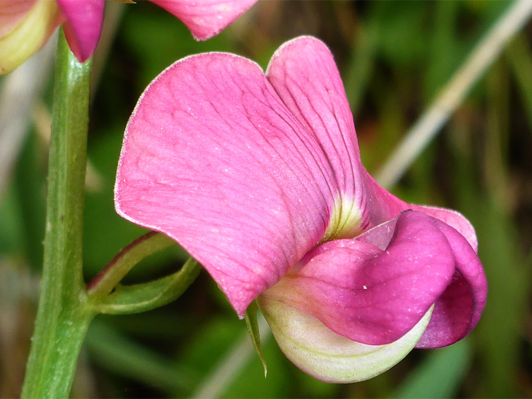 Pink and white petals