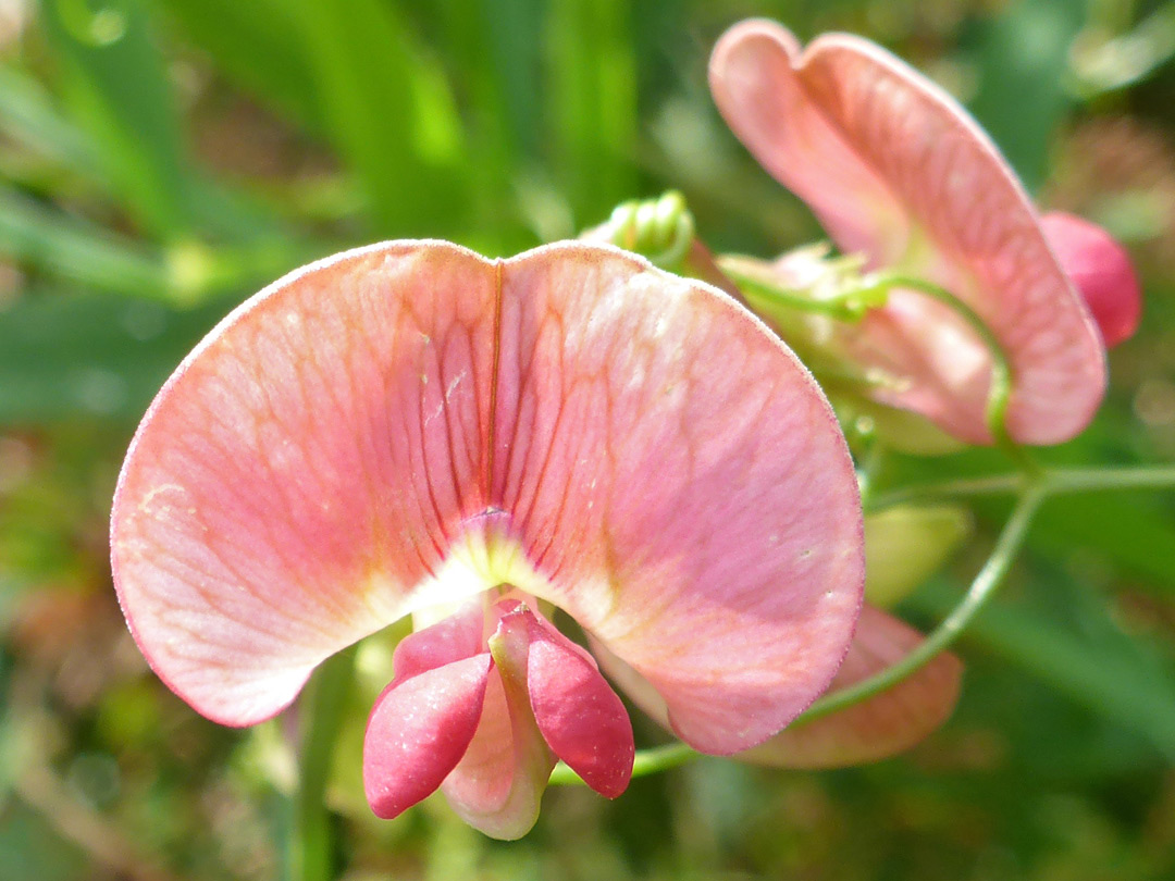 Veined banner petal