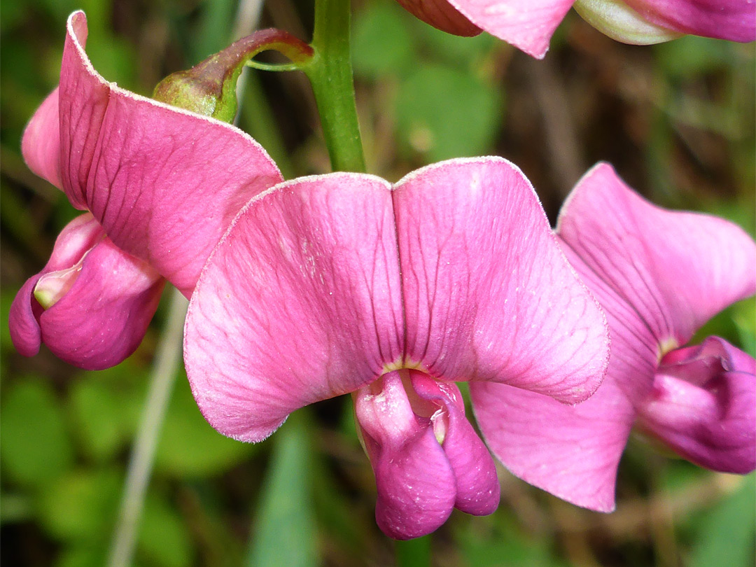 Three flowers