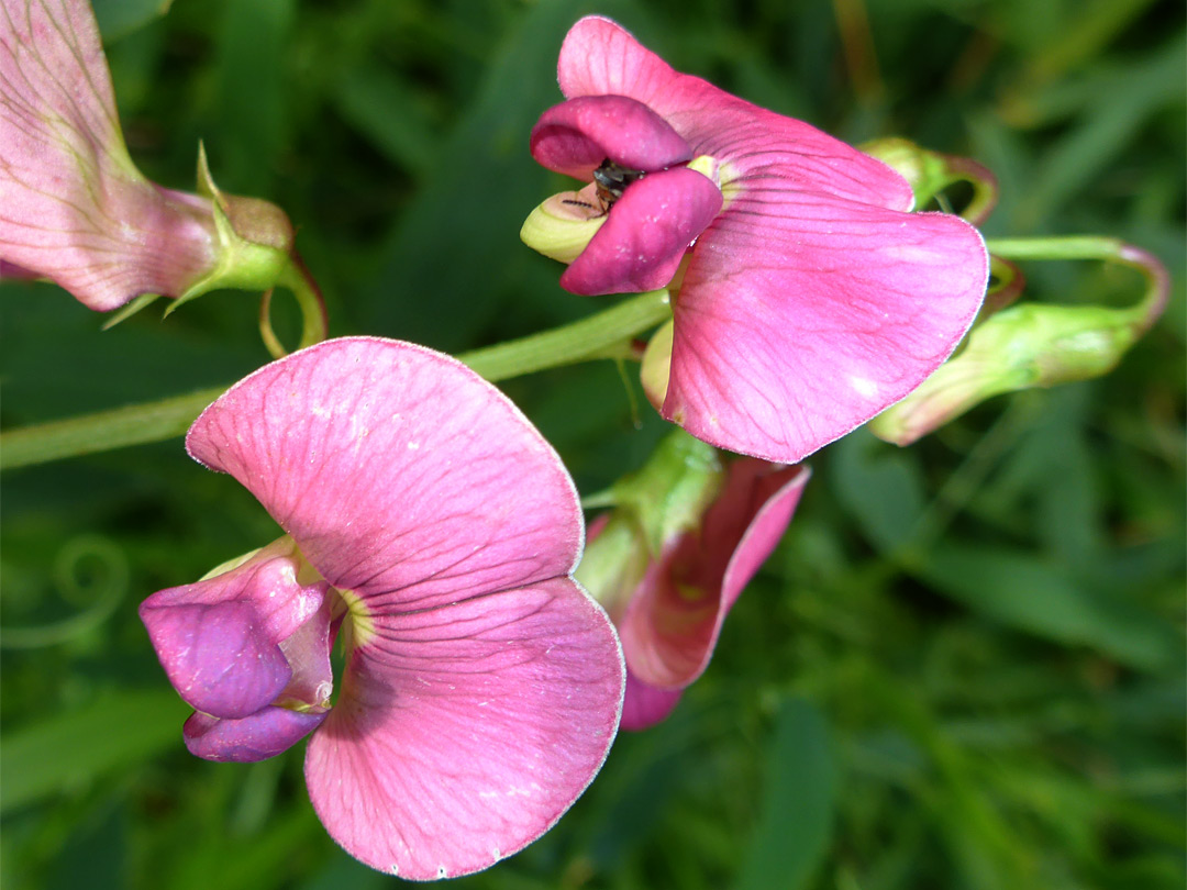 Veined petals