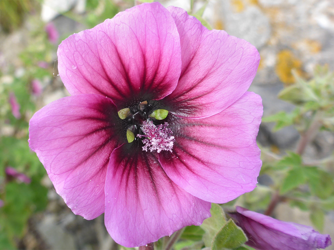 Purple-centred flower