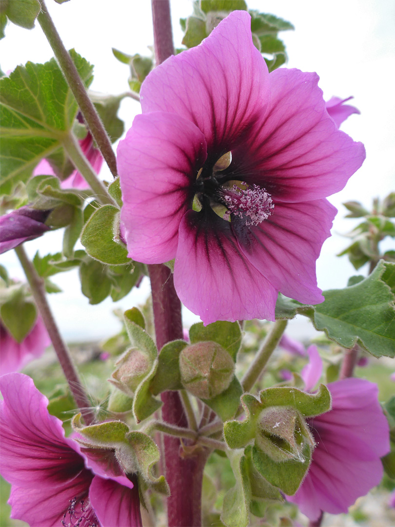 Purplish stem