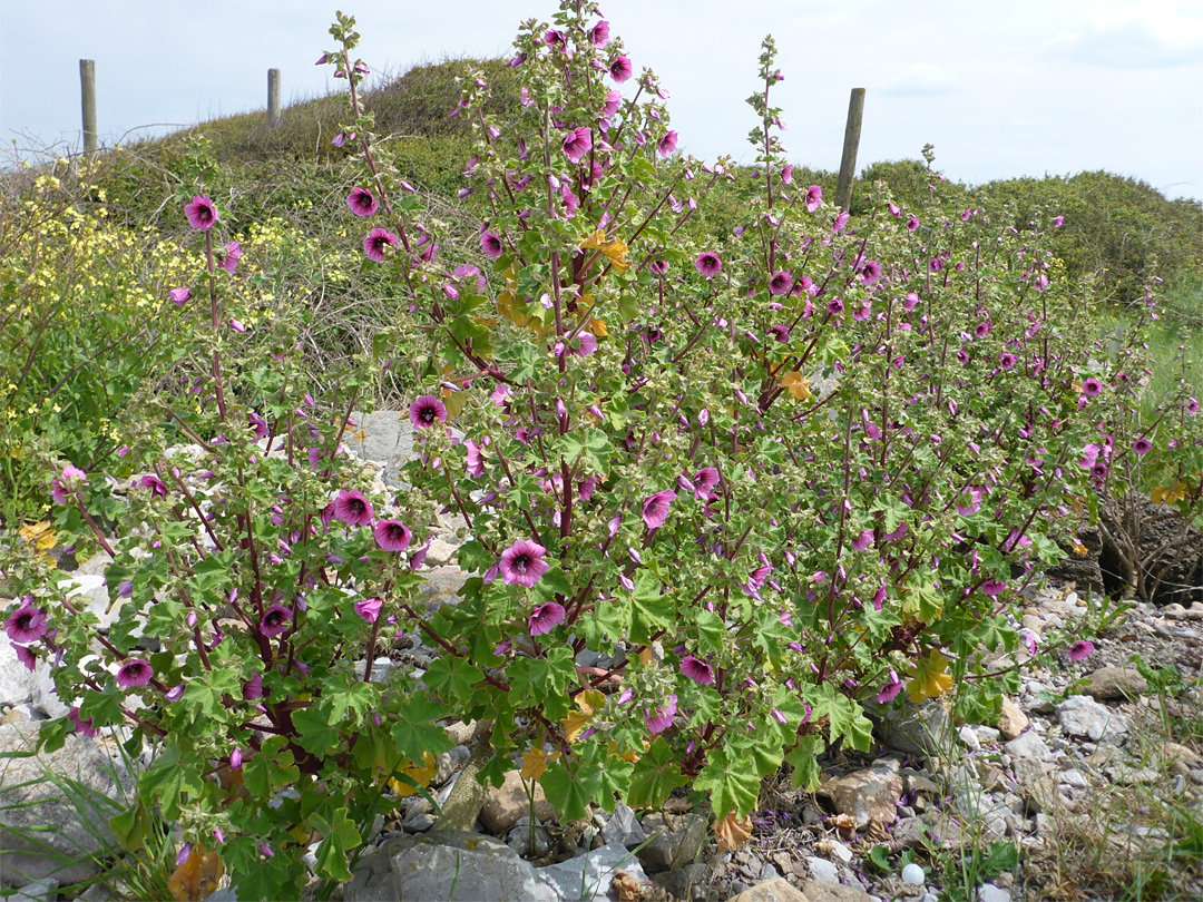 Tree mallow