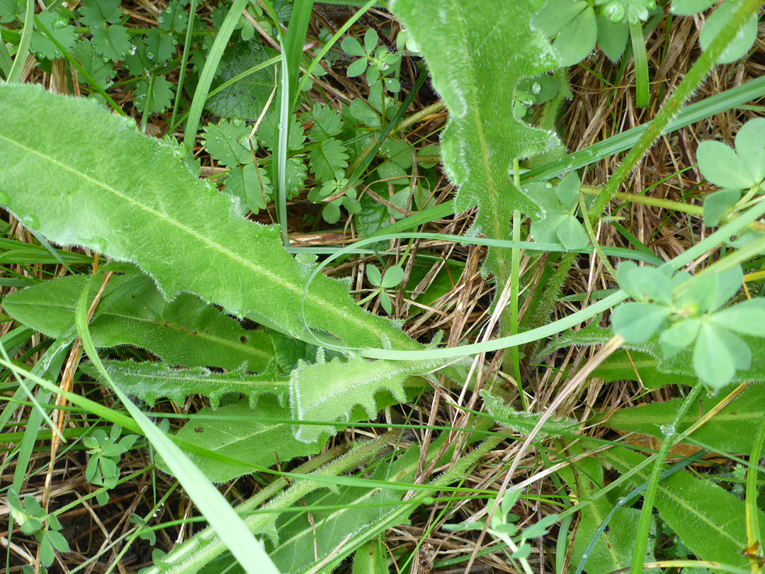 Leaf rosette