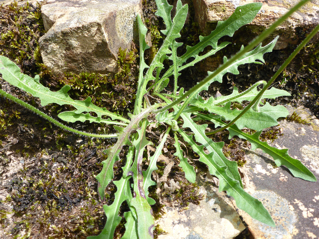 Basal leaves