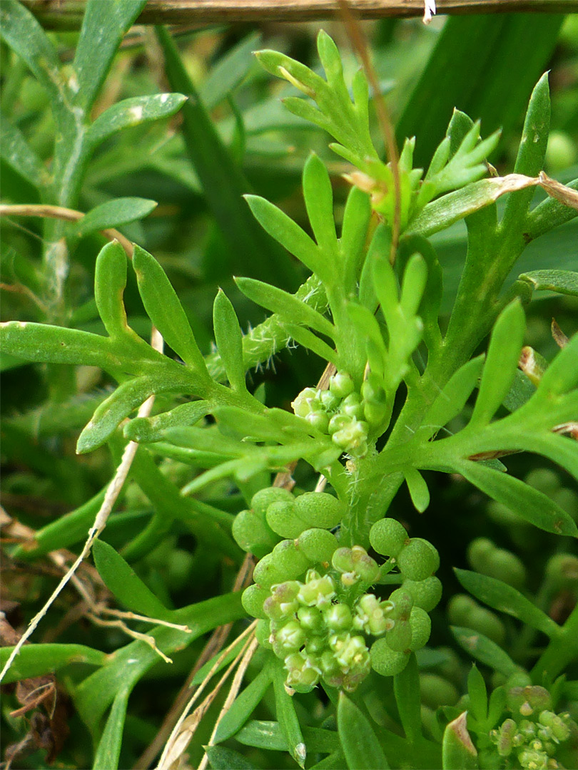 Leaves, flowers and fruits