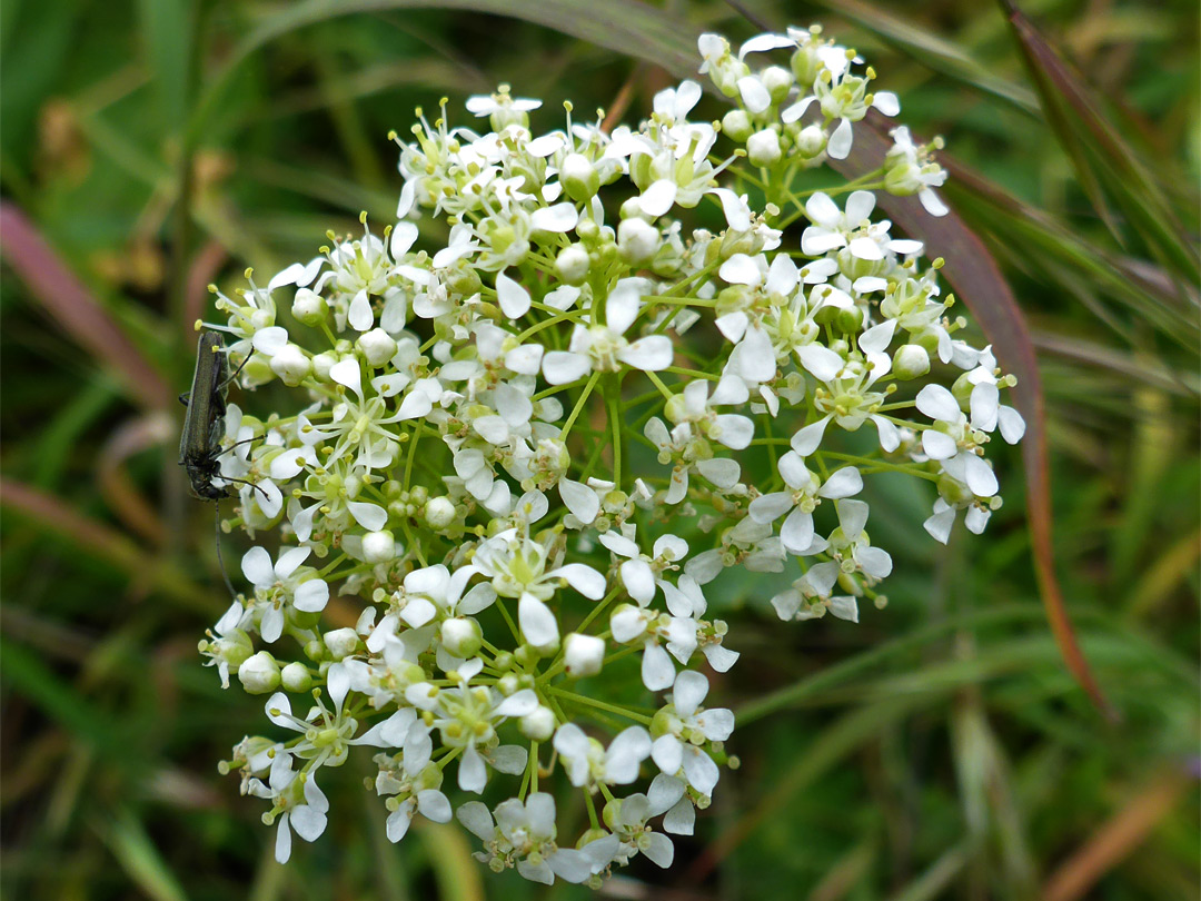 Flower cluster