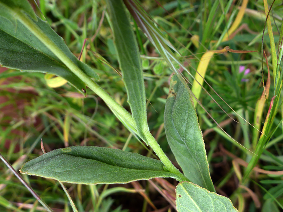 Stem and leaves