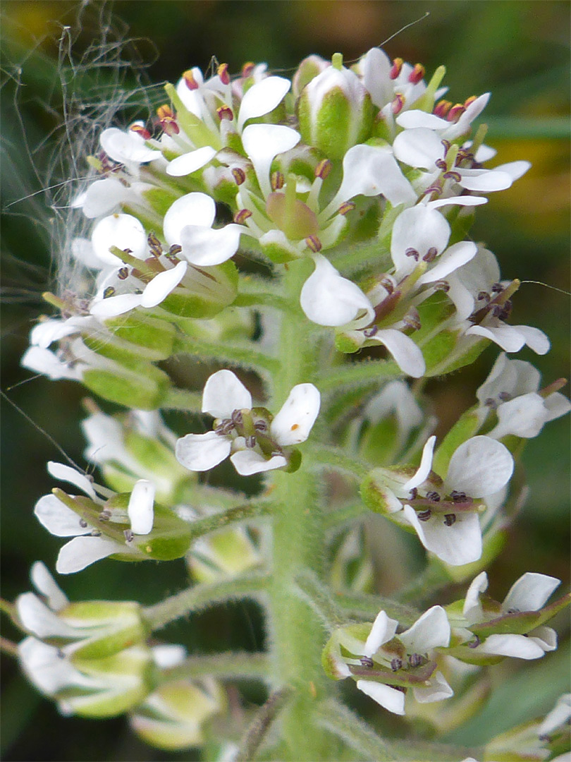 White-petalled flowers