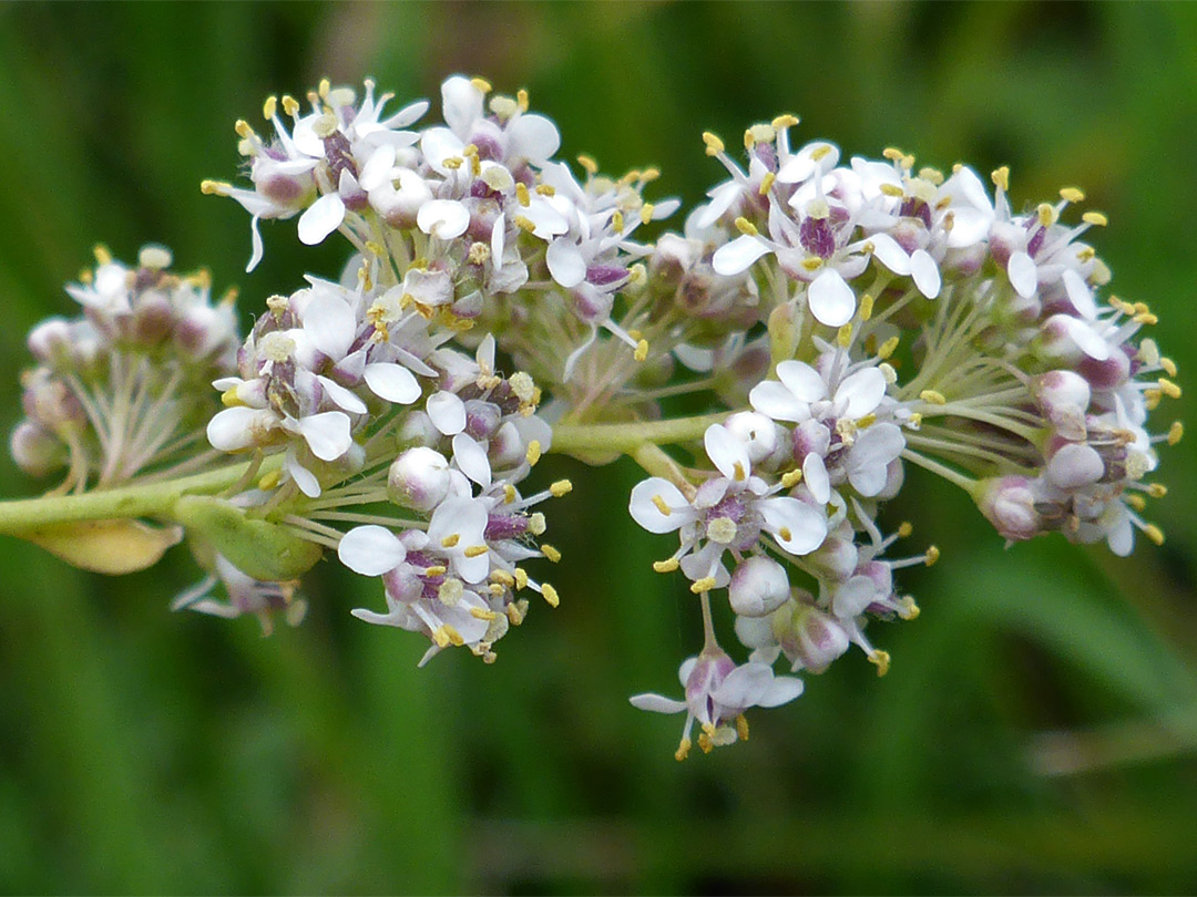 Clustered flowers