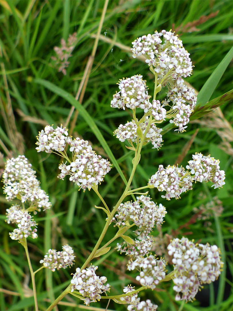 Panicle