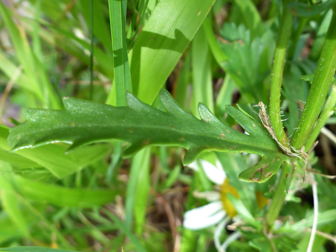 Cauline leaf