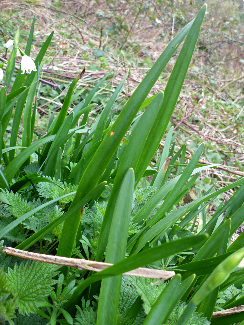 Leaves