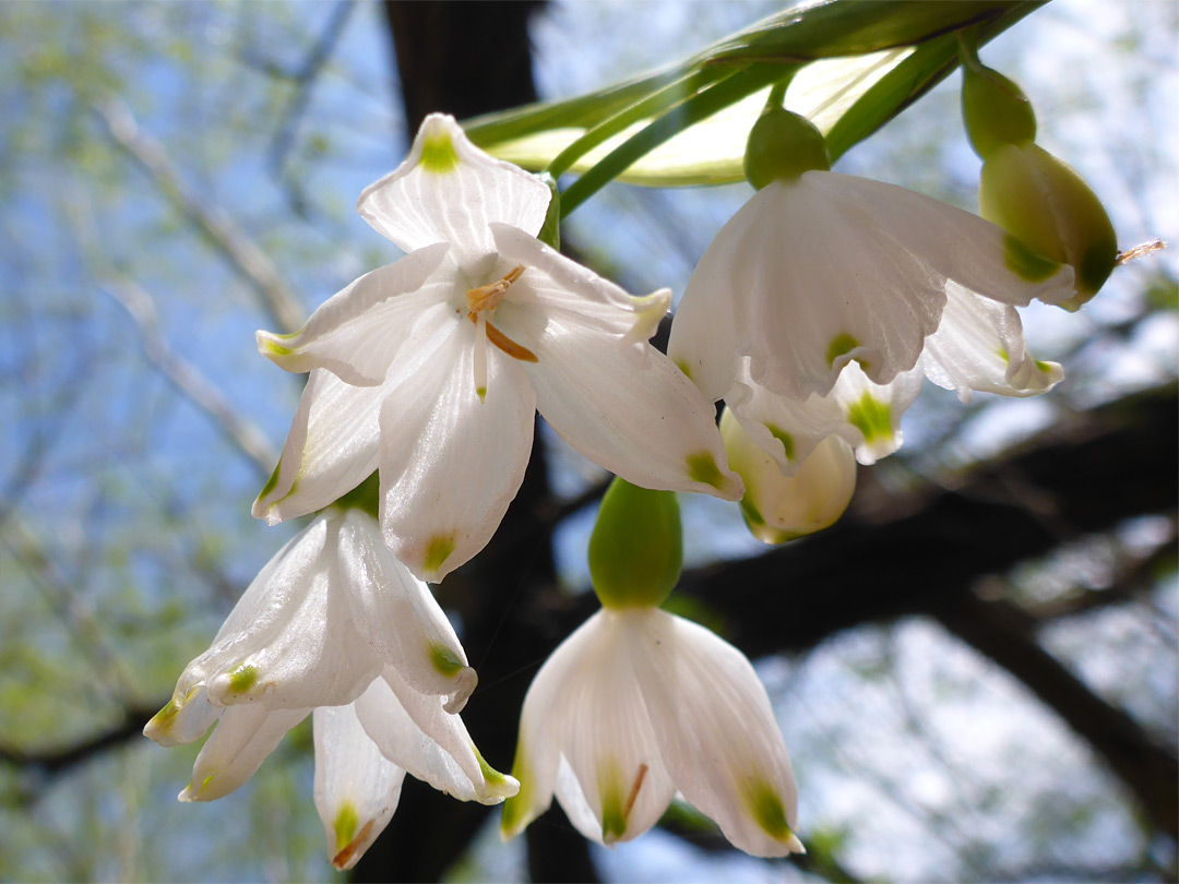 Pendent flowers