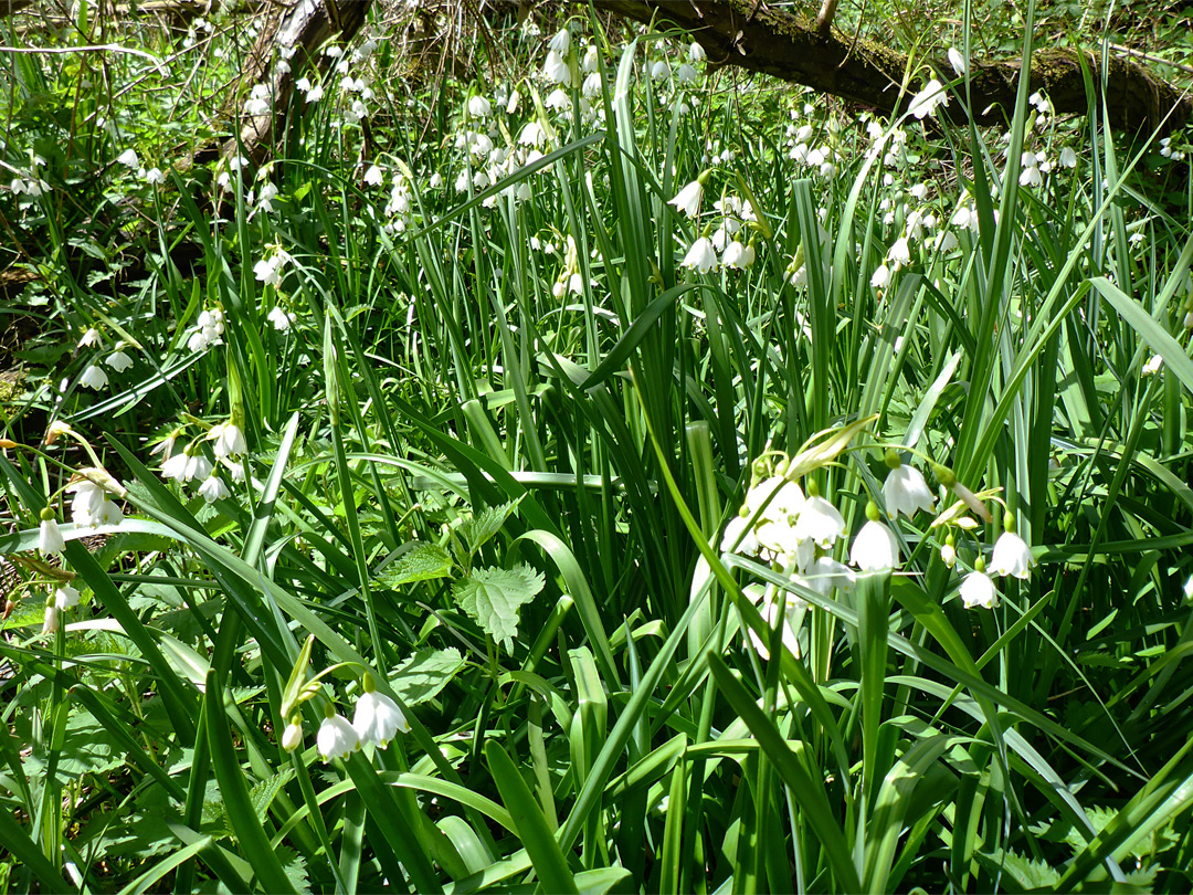 Summer snowflake