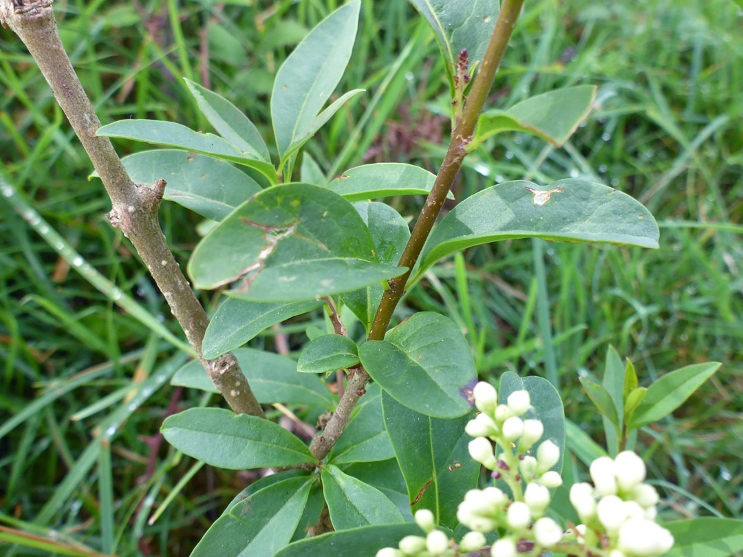 Stem and leaves