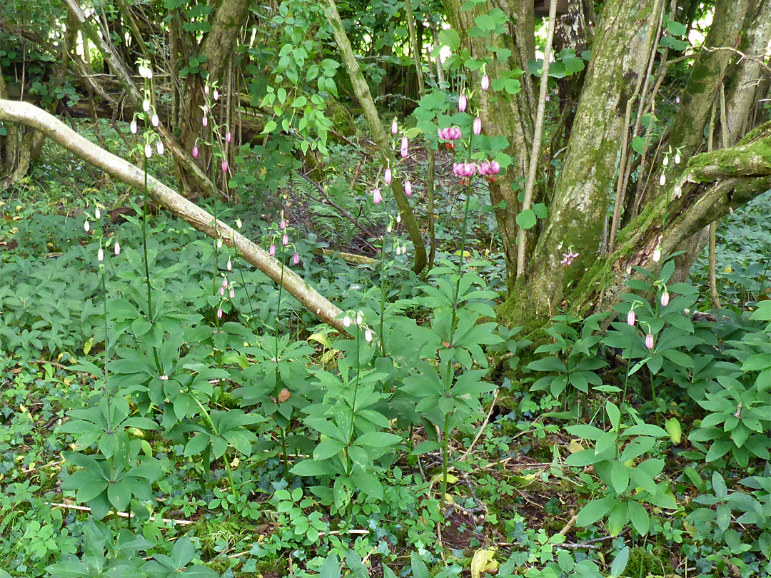Lilies in habitat