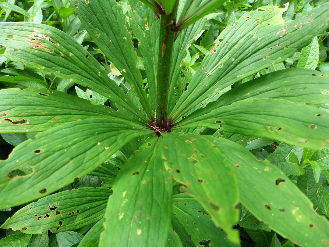 Whorled leaves