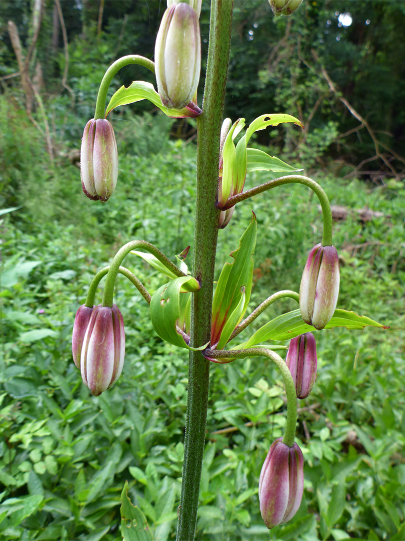 Buds and bracts