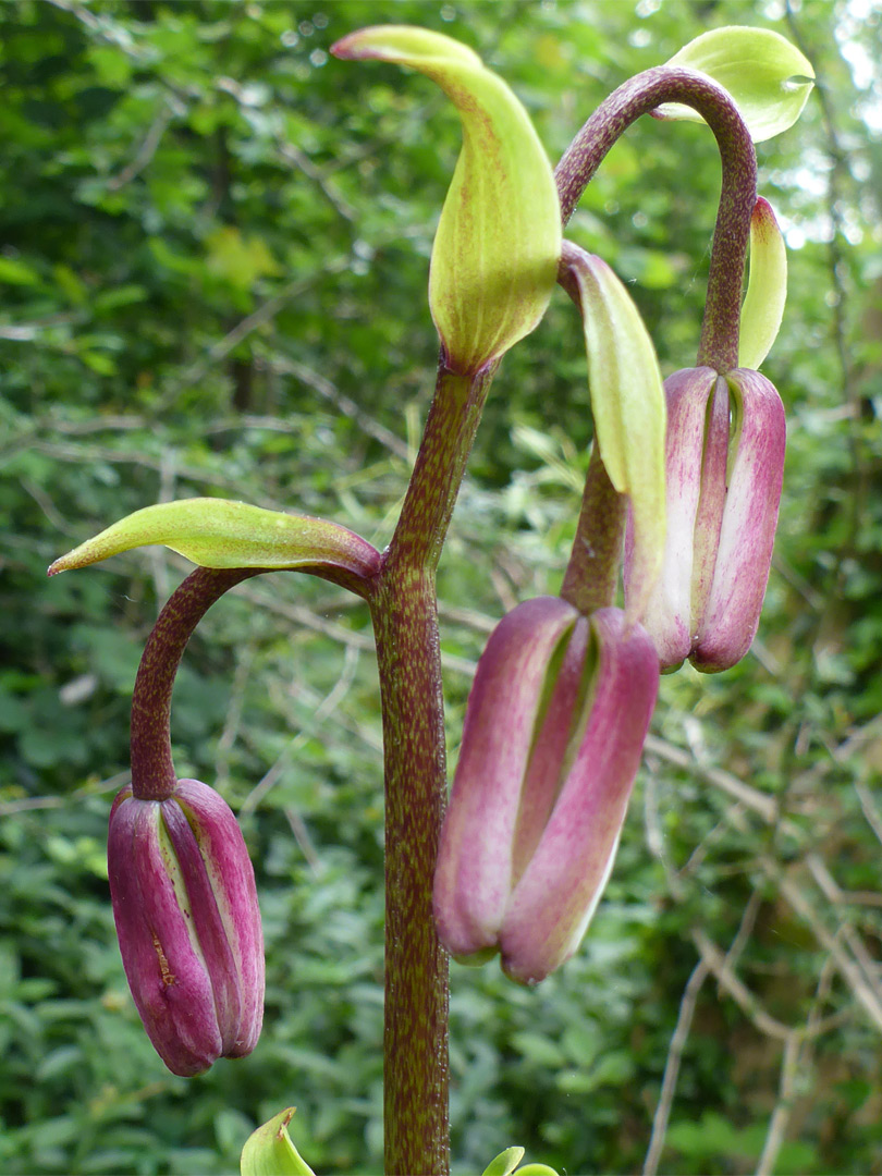 Three buds