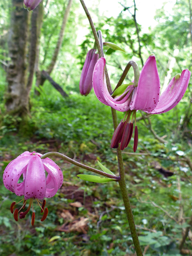 Two flowers