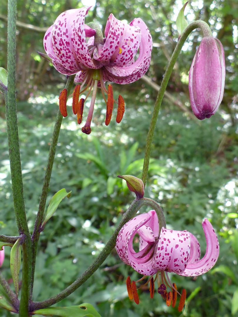 Bud and flowers