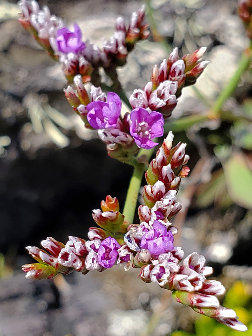 Buds and flowers